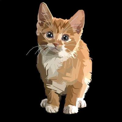 可爱的 宠物 小的 猫 动物 有趣的 小猫 年轻 肖像 看着