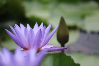花 莲花 花瓣 芽 池塘 自然 盛开 植物学 花 莲花 莲花