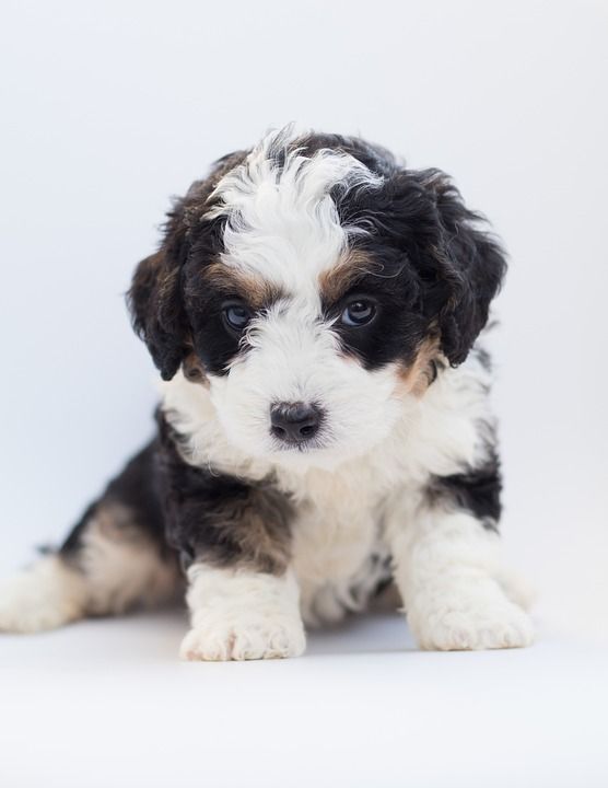 Bernedoodle 狗 小狗 涂鸦 贵宾犬 伯恩山犬