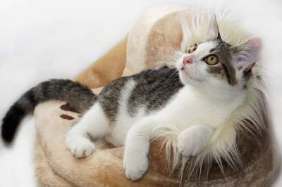 猫 家畜 动物 家猫 小猫 肖像 猫眼 信托 可爱的 野生动物