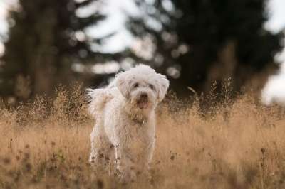 狗 宠物 犬类 动物 毛皮 鼻子 哺乳动物 狗肖像 动物世界