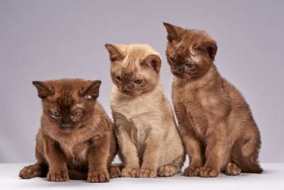 可爱 小的 坐 动物 小猫 猫 缅甸的品种 宠物