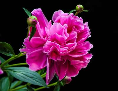 粉色牡丹 花瓣 牡丹芽 牡丹 多年生 春天的花朵 紫红色 植物群