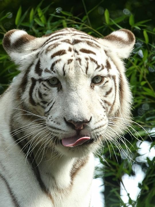老虎 猫科动物 白色的老虎 动物