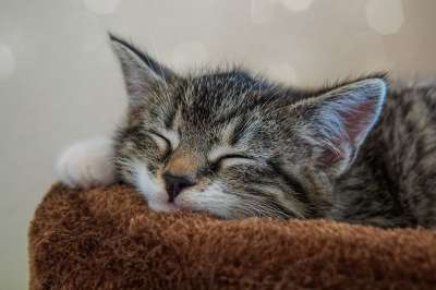 宿醉 小的 鲭鱼 小猫 家猫 家畜 可爱的 猫 猫宝宝 猫脸