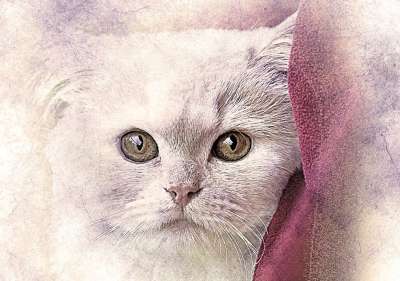 猫 宠物 可爱的 艺术 抽象 优质的 动物 基蒂 艺术的 设计