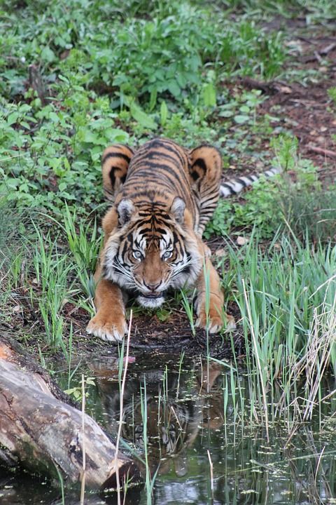 老虎 动物 捕食者 猫 危险的 大猫 有条纹的