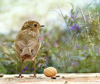动物 鸟 鸣禽 知更鸟 Erithacus Rubecula 年轻