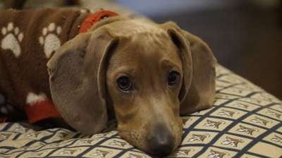 狗 香肠 热狗 腊肠犬 吉祥物 动物