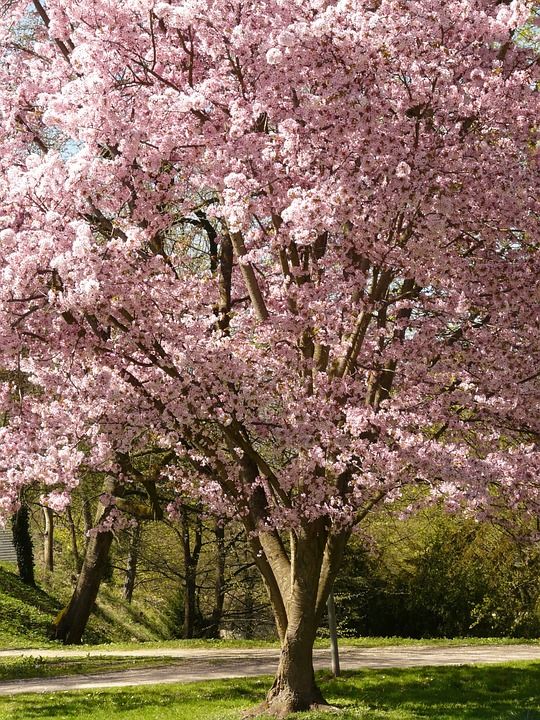 樱花 开花 树 日本樱桃 日本樱花 梅花 东方樱桃 东亚樱桃