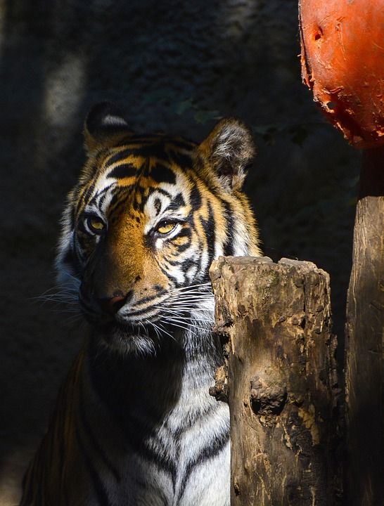 野生动物 哺乳动物 猫 动物 捕食者 动物园 老虎