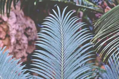 蕨类植物的蕨类植物的叶子 叶 羊齿植物 蕨叶 叶蕨 植物 绿色