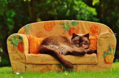 沙发 长椅 猫 英国短毛猫 纯种 毛皮 棕色的 浅褐色的 蓝眼睛