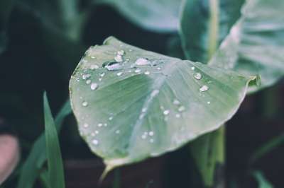 高清壁纸 雨 一滴水 雨滴 叶子 自然 滴 植物 花园 绿色