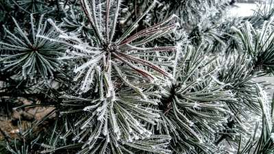弗罗斯特 圣诞树 冬季 硬霜 假期 雪 比尔 树枝 天气严寒