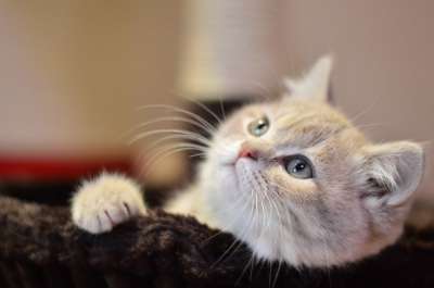 猫 可爱 猫咪 猫的 宠物