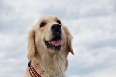 狗 金毛猎犬 海滩 宠物 犬类 动物 外部 金毛猎犬塞雷纳