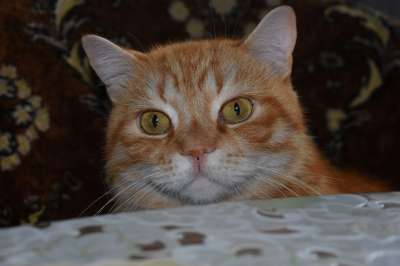 猫 生姜 满脸 大的 偷看 好奇的 动物 可爱 老虎 红色的
