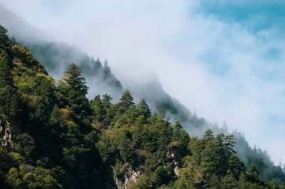 高山 森林 树木 自然 乡村的 森林 森林 森林 森林 森林