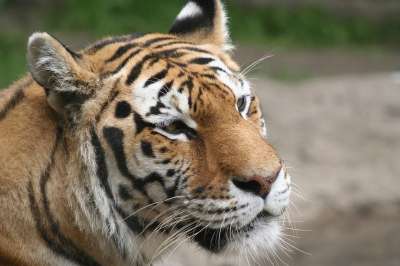 老虎 濒危 荒野 动物 野猫 有条纹的 捕食者 棕色的老虎
