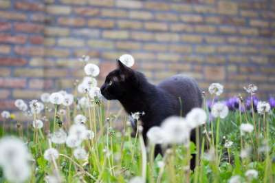 黑 小猫 猫 打猎 家猫 黑色的猫 宠物 黑色的猫花园