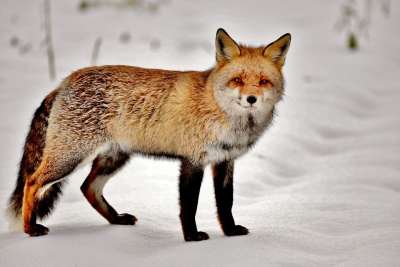 狐狸 哺乳动物 捕食者 性质 野生 毛 雪 冬天 动物 狩猎