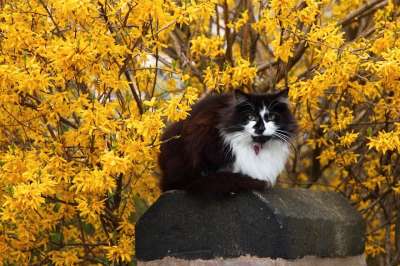 动物 猫 可爱的 花 宠物 春天 黄色 连翘 边境 棕色的弹簧