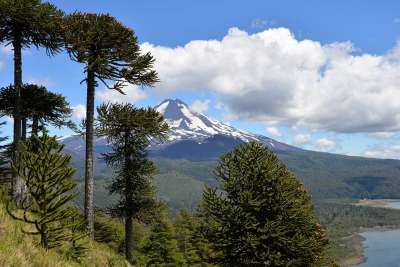 康吉里奥国家公园 火山 亲爱的 云 树木 南洋杉 山高 蓝色的
