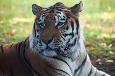 东北虎 老虎 捕食者 猎人 自然 动物 野生动物 危险的 条纹