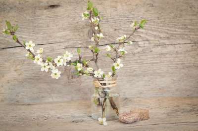 分行 樱花枝 樱花 开花 白色的 春天 花瓶 木头 关闭