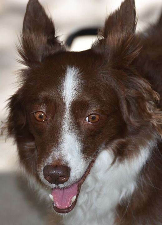 狗 边境牧羊犬 宠物 犬类 动物