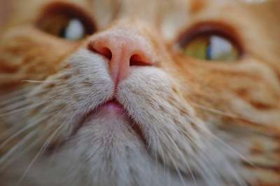 猫 宿醉 红色的 可爱的 鲭鱼 老虎 舒适 动物 家猫 毛皮