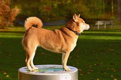 狗 动物 犬类 宠物 国内的 常设 尾巴 毛皮 头 耳朵