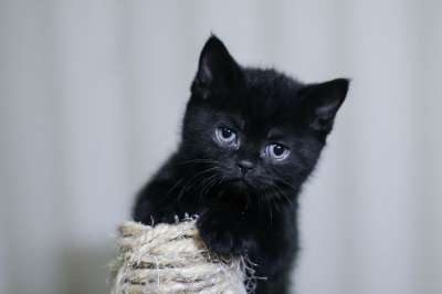 小猫 黑猫 宠物 动物 猫 眼睛 猫脸 英国猫 大胡子 播放