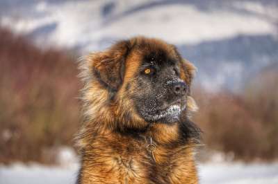 Leonberger 狗 冬天 肖像 棕色的狗