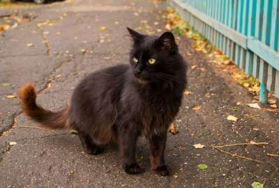 猫 黑色的 秋季 街 无家可归