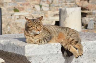 猫 样本 废墟 弗斯 火鸡 毛皮 可爱的 可爱