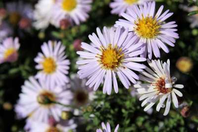 Aster 紫菀 自然 花 花园 性质 工厂 花瓣 盛开