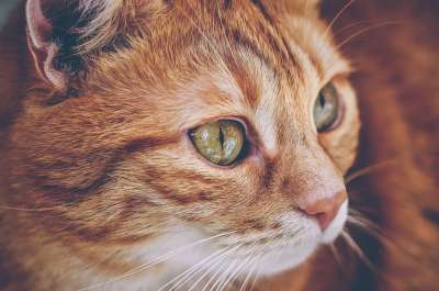 动物 哺乳动物 猫 鲭鱼 虎斑猫 小猫 猫咪 毛皮 胡须
