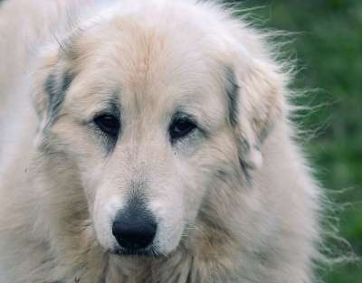 比利牛斯山狗 帕托 牧羊犬 看门狗 头 鼻子 毛皮 肖像