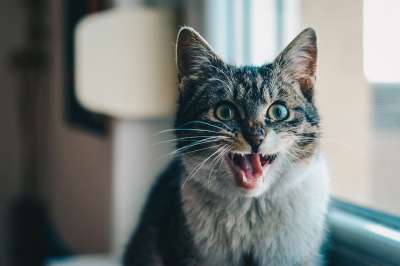 猫 动物 宠物 小猫 国内的 肖像 哺乳动物 头 基蒂 眼睛