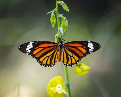 普通老虎 Danaus Chrysippus 蝴蝶 热带 泰国 亚洲