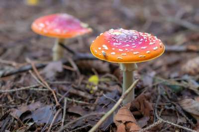 蘑菇 毒菌 有毒 落下 森林地面 特写 真菌学 菌类