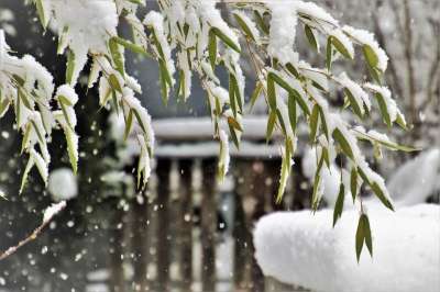 冬季 雪 雪花 冻结 冰冷的 白 似雪 情绪 雾灯 弗罗斯特