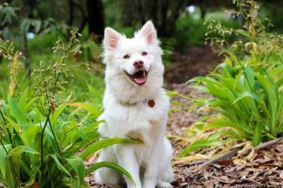 狗 小狗 Lapphund 爱 可爱的 婴儿 白色的 奶油 动物