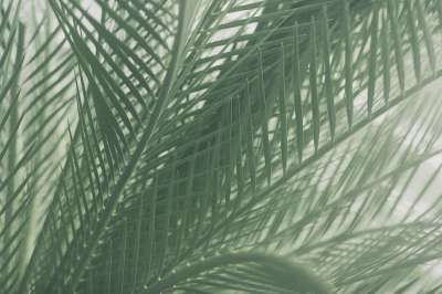 棕榈 树叶 叶子 自然 植物群 绿色的叶子 植物