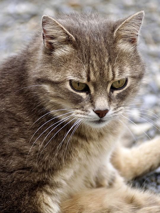 猫 家猫 动物 家畜 自然 鲭鱼 虎猫 眼睛 猫脸 肖像