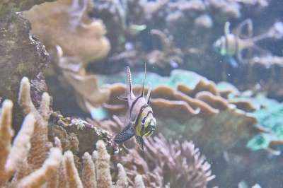 水族馆 海 鱼 珊瑚 水下 蓝色的大海 异国情调
