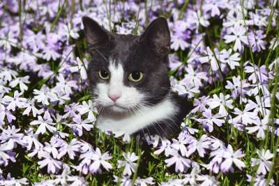 猫 家猫 花 花草甸 草地 坐着 家畜 动物 野生动物 小猫