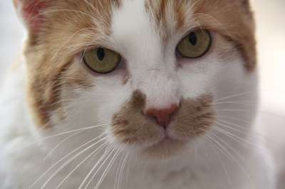 猫 动物 肖像 头 可爱的 猫眼 老虎 看法 脸 关闭 红虎
